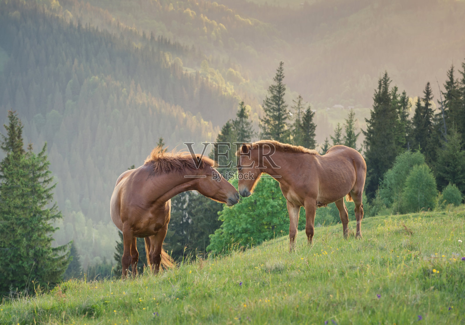 日落时分，马在山野上结成一对。美丽的自然景观和动物照片摄影图片