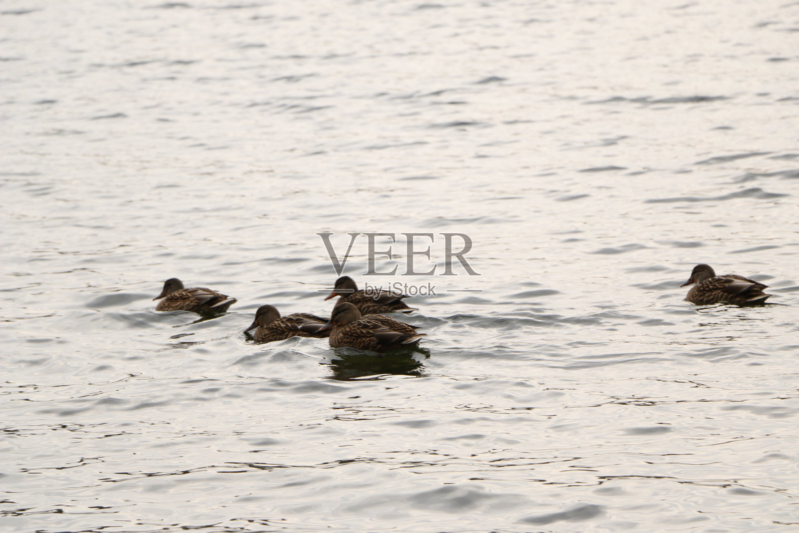 阴天里，一群野鸭在秋水中沐浴照片摄影图片