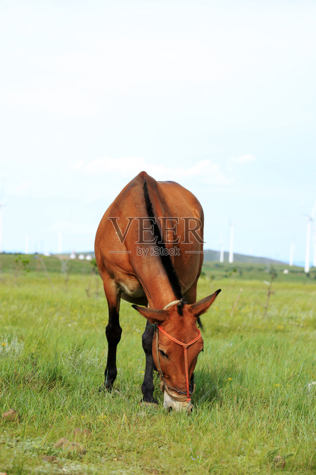 草原上的马照片摄影图片