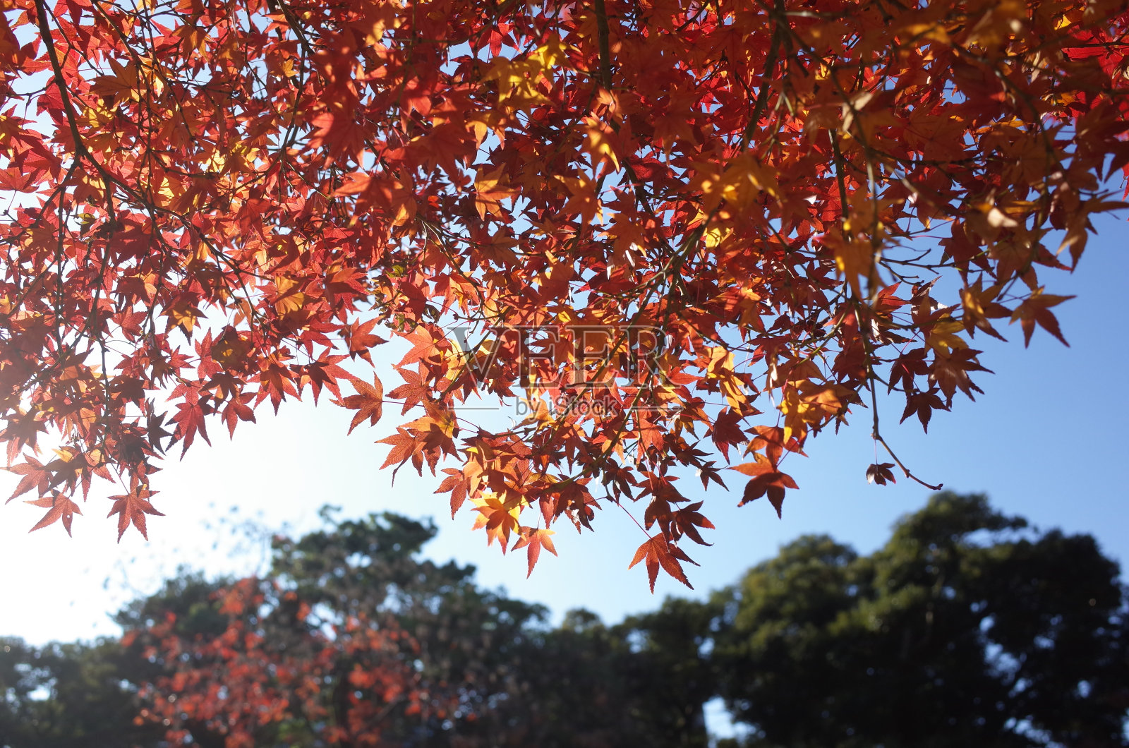 秋天的落叶照片摄影图片