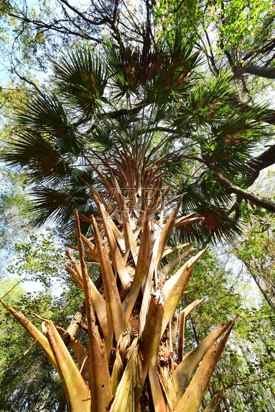 广角垂直视图的萨巴尔棕榈叶与老残余的树干照片摄影图片