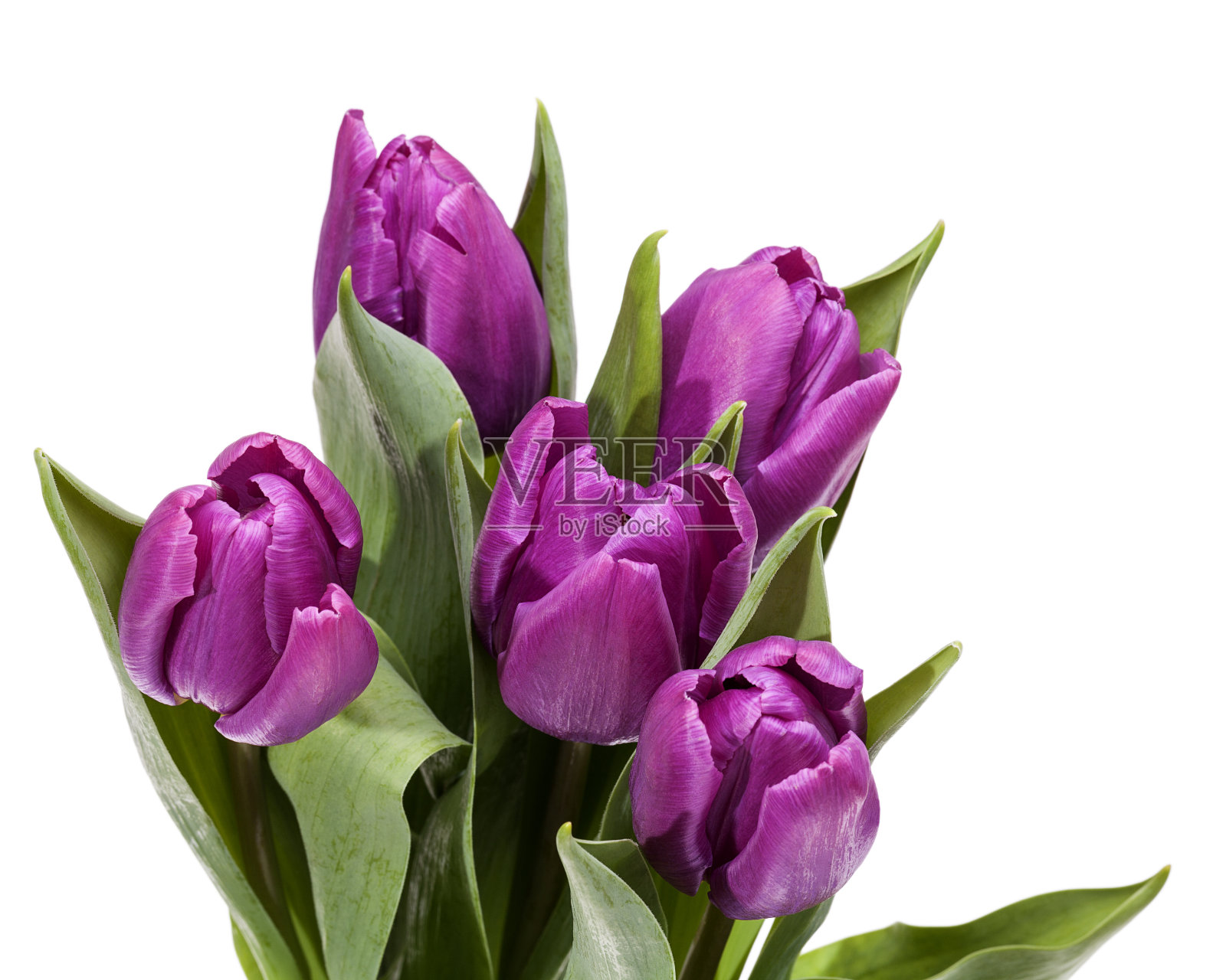 一束盛开的春天鲜花，白色背景上的紫罗兰、郁金香照片摄影图片