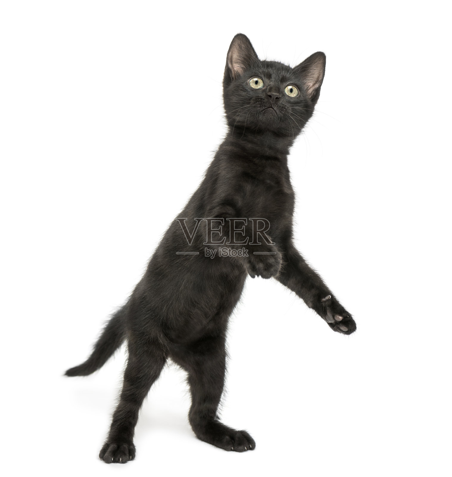 站立的猫咪摄影图片-站立的猫咪摄影作品-千库网
