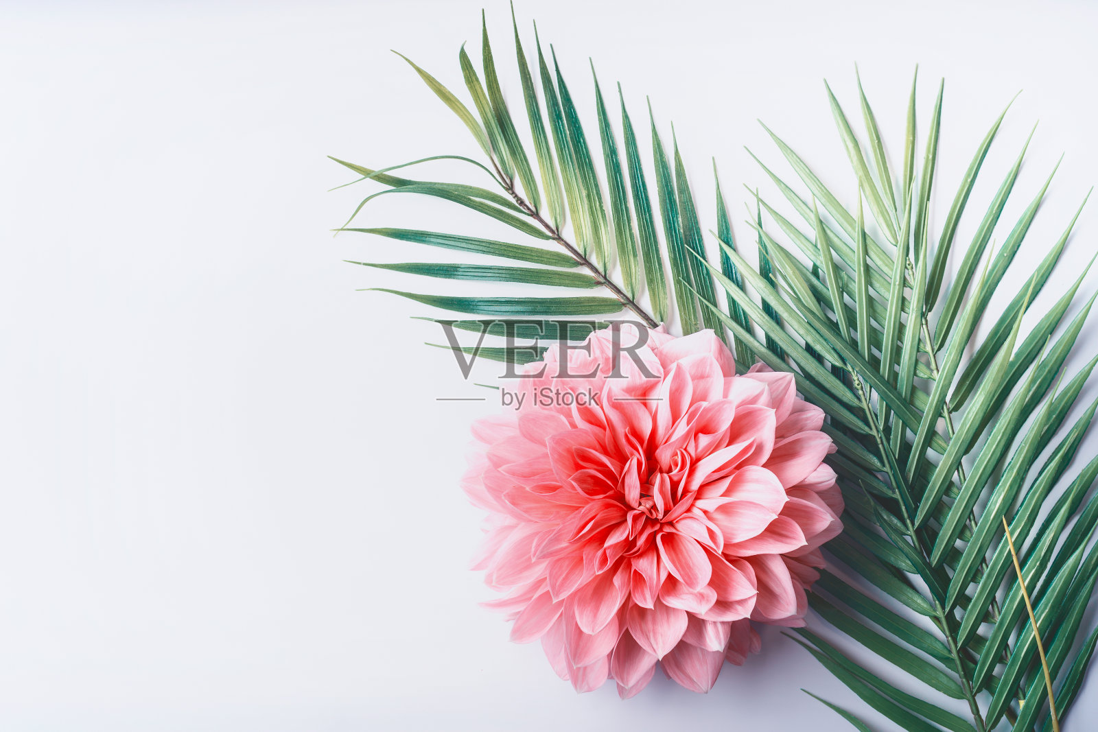 粉彩花和热带棕榈叶在白色桌面背景，俯视图照片摄影图片