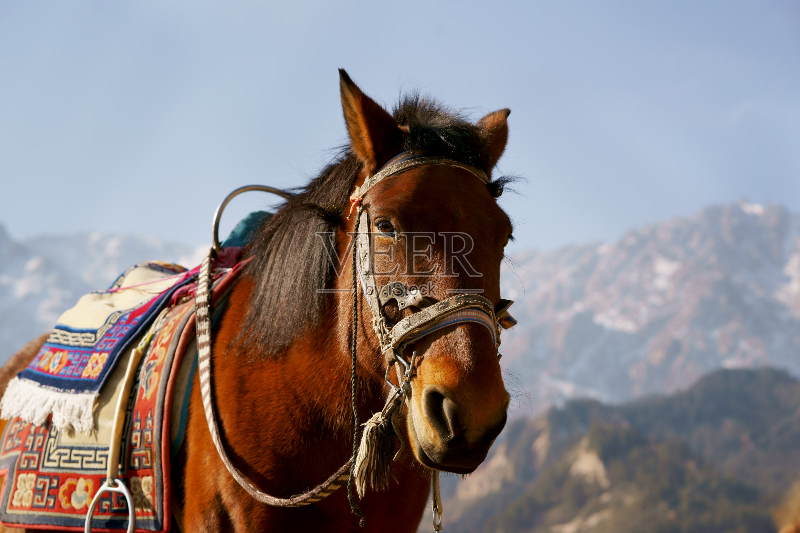 祁连山的马照片摄影图片