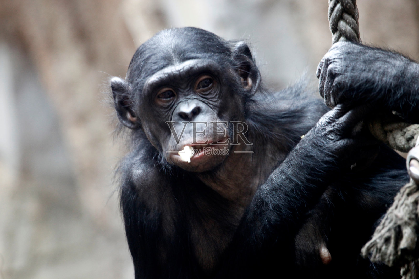 一个矮黑猩猩照片摄影图片