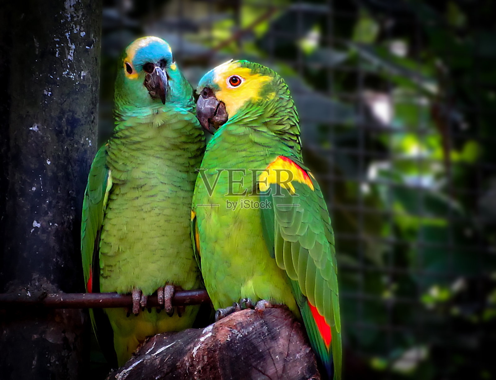 《恋爱中的绿顶亚马逊夫妇》(Amazona aestiva照片摄影图片