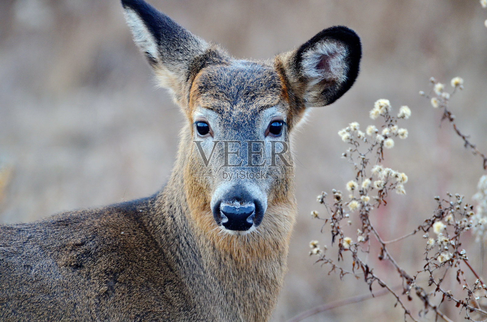 野生白尾鹿在秋天的草地摆姿势照片摄影图片