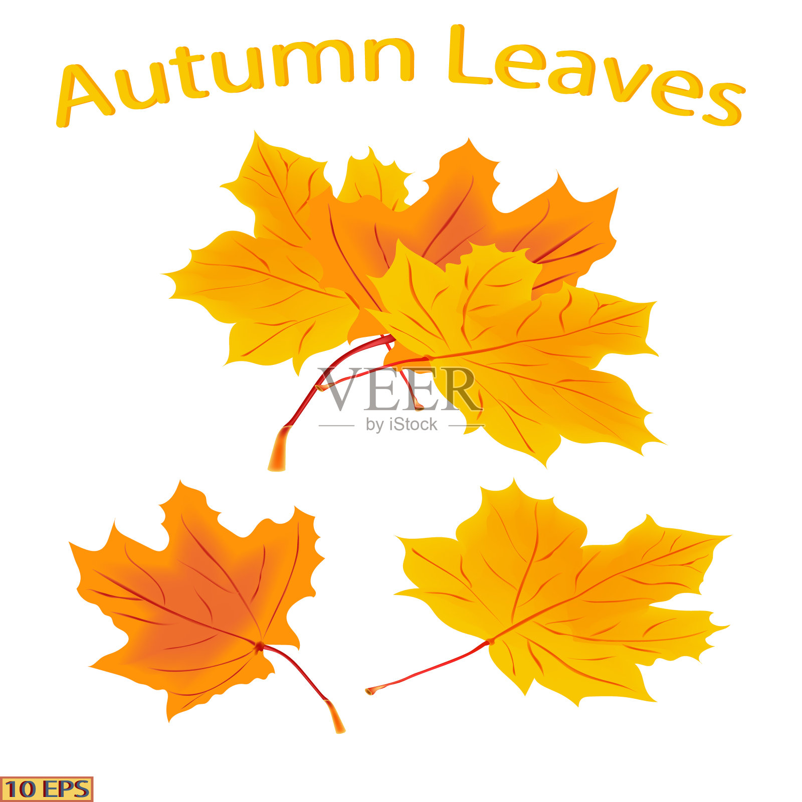 一组枫叶。明亮的秋叶。黄色和红色的秋叶，孤立在白色的背景上。向量。插画图片素材