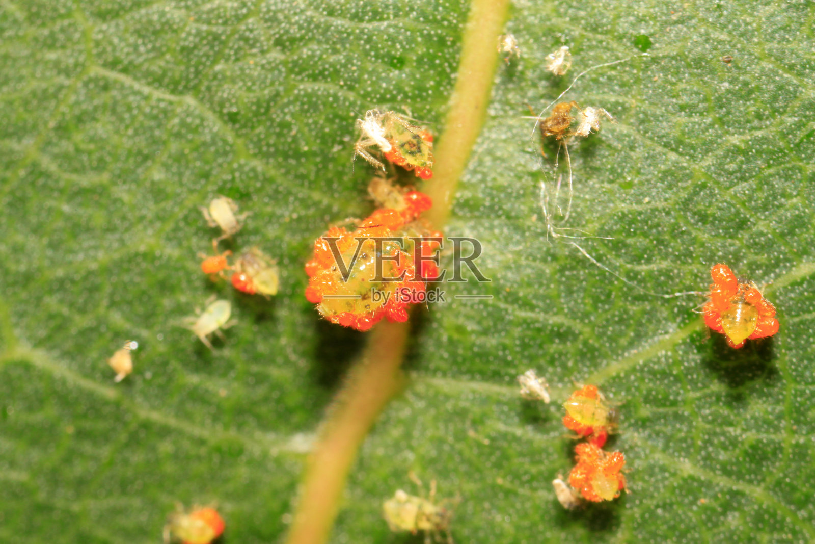 野外植物上的朱砂叶螨照片摄影图片