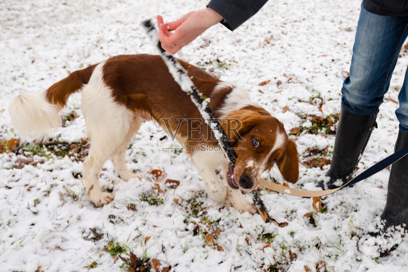 雪地里的小威尔士猎犬照片摄影图片