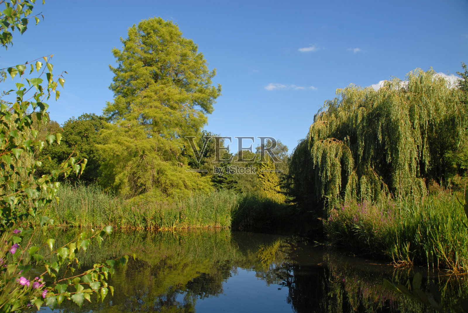 伊莎贝拉种植园的池塘照片摄影图片