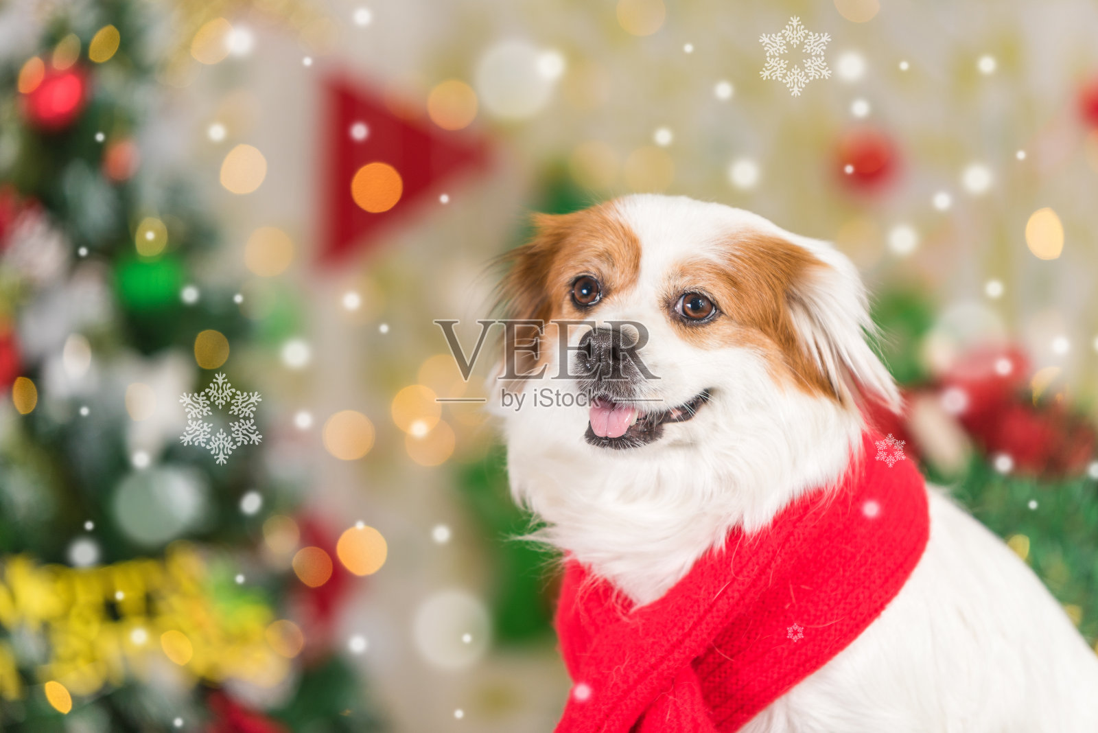 一只微笑的狗在圣诞背景的背景照片摄影图片