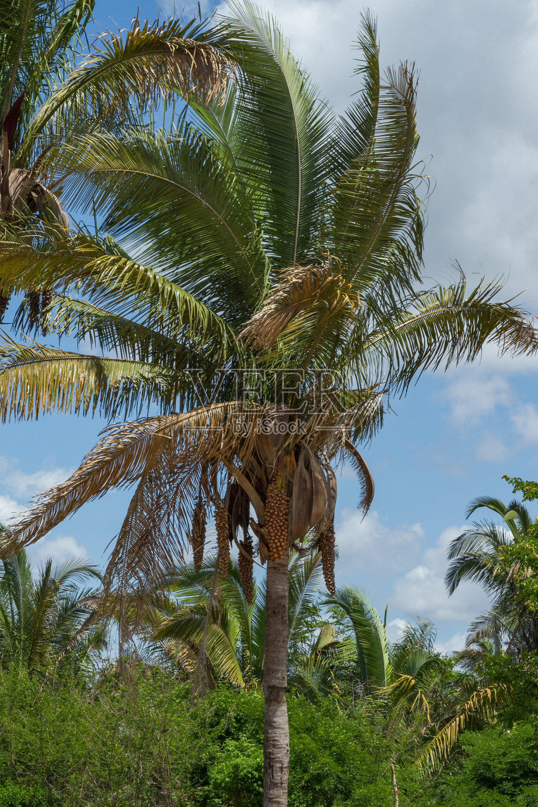 巴西皮奥伊的巴巴苏棕榈照片摄影图片