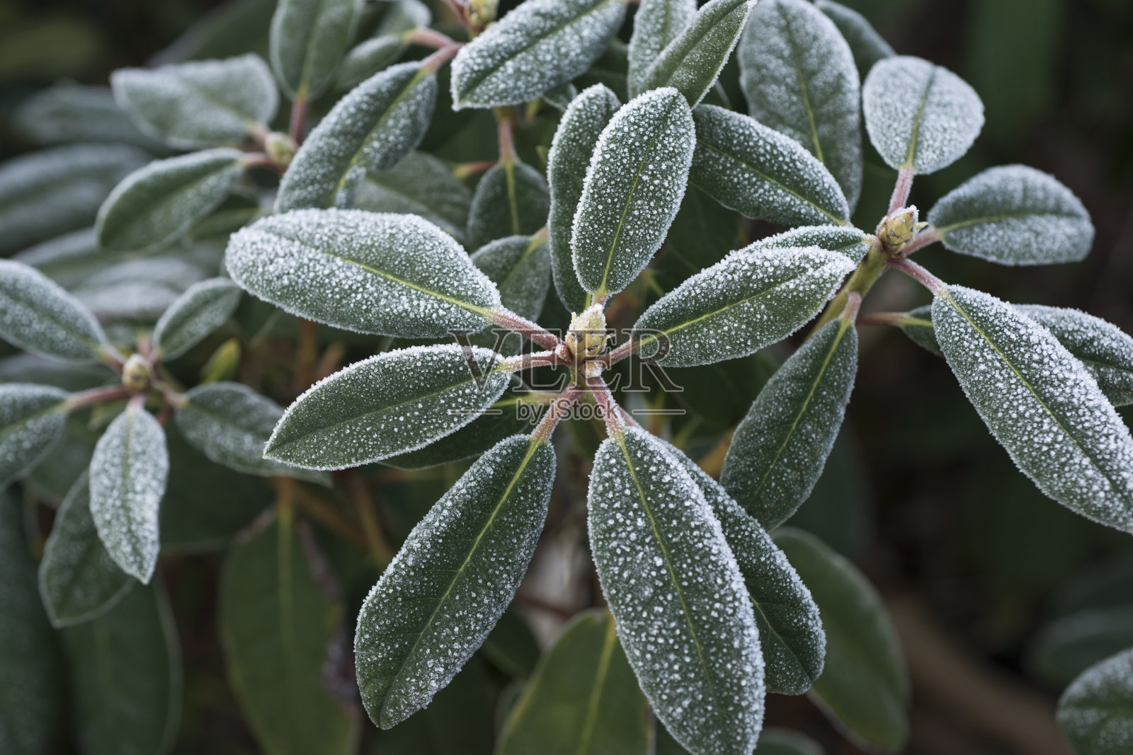 冰冻的绿色植物照片摄影图片