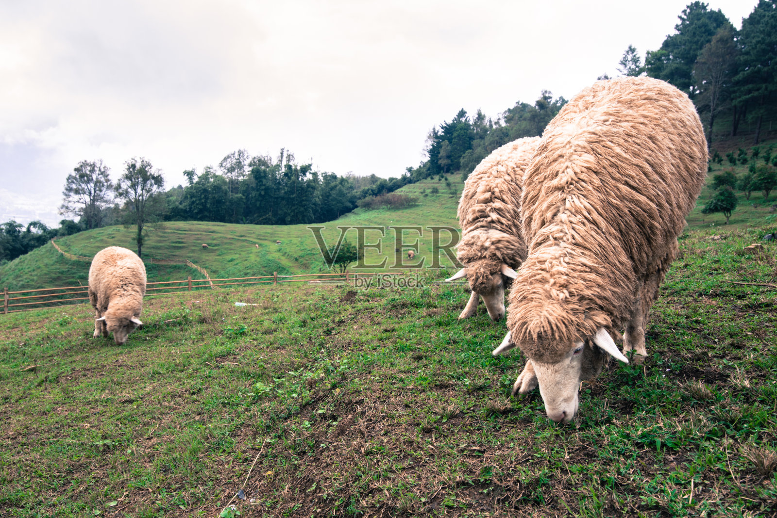 羊群在暴民中，在山上吃草。照片摄影图片