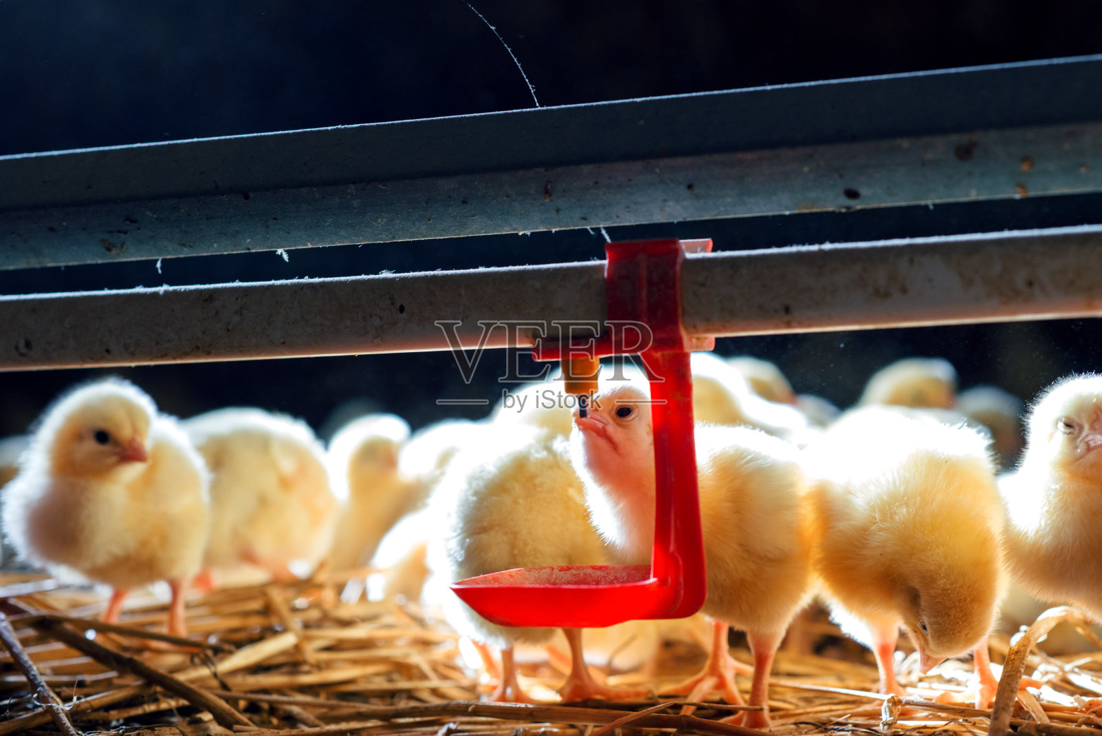 农场里的小鸡在喝水照片摄影图片