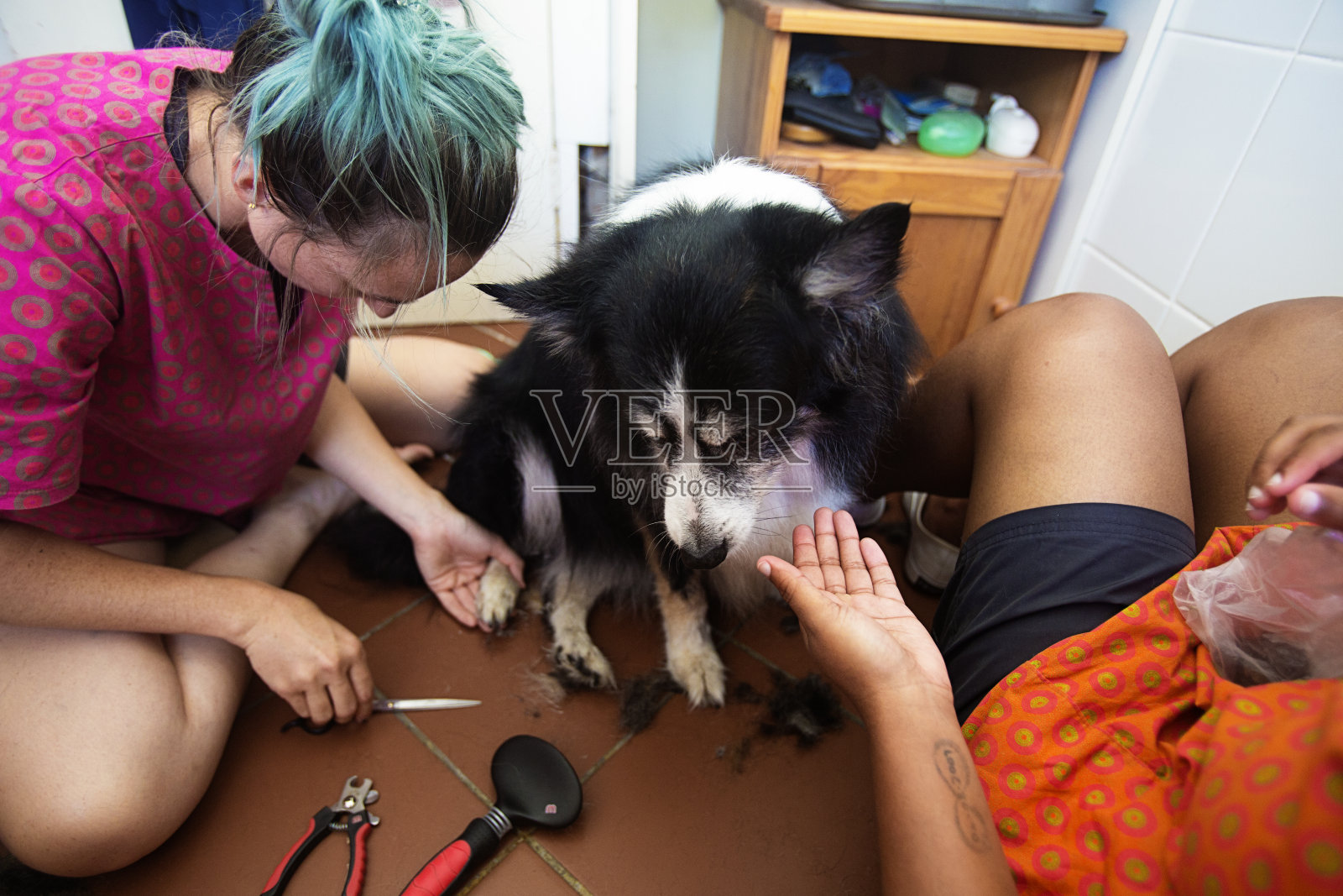 一名女狗美容师在浴室里为一只边境牧羊犬修剪脚趾甲照片摄影图片