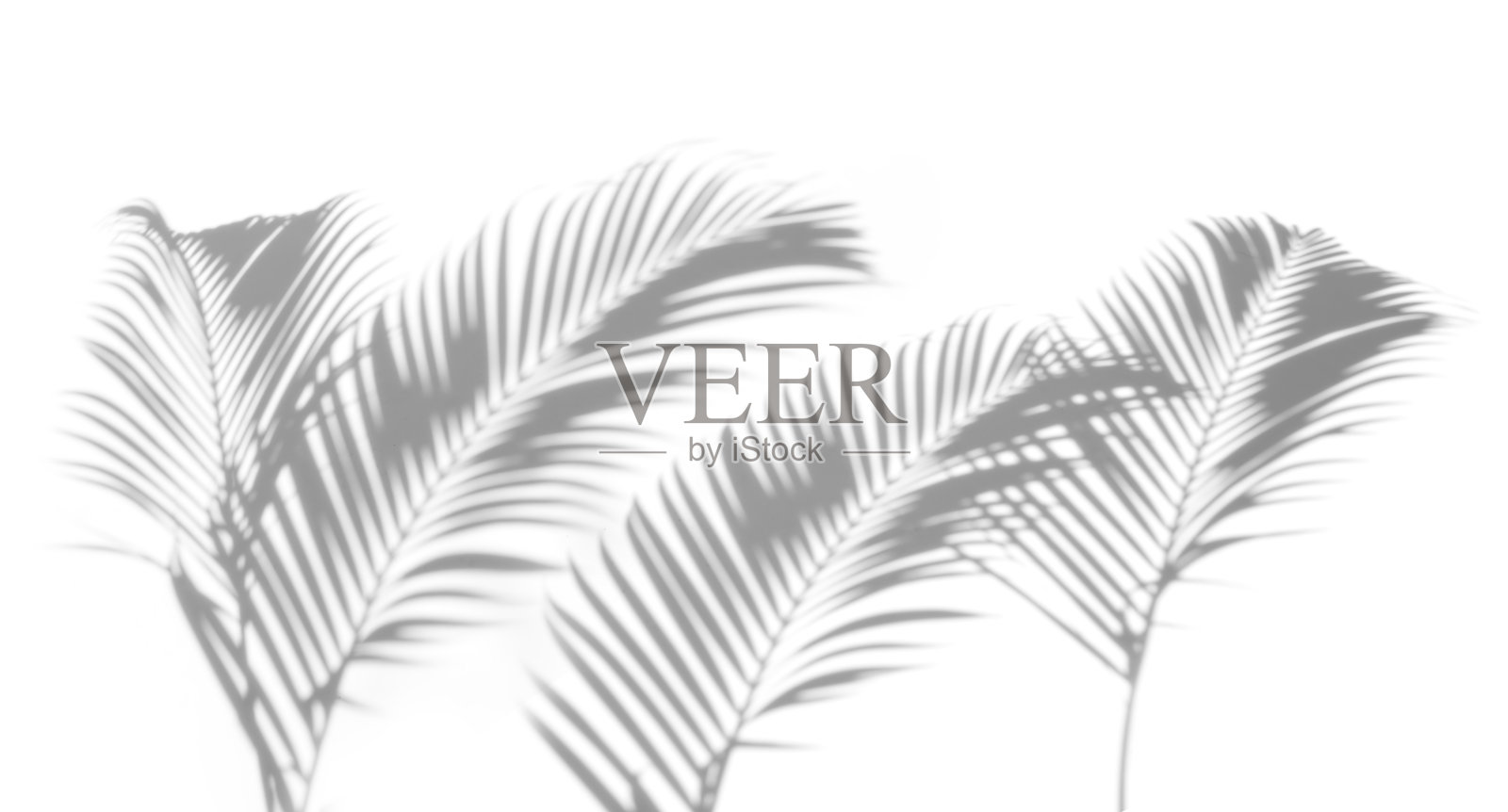 阴影摘要棕榈叶在白色的背景。白色和黑色的。照片摄影图片