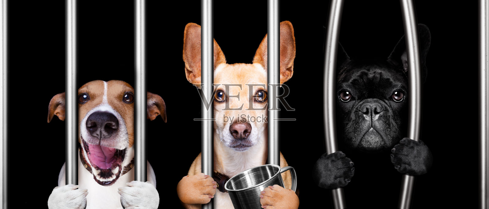狗被关在监狱里照片摄影图片