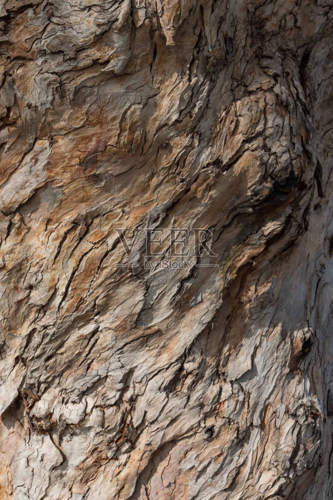 背景纹理扭曲树皮在浅色调的棕褐色，复制空间照片摄影图片
