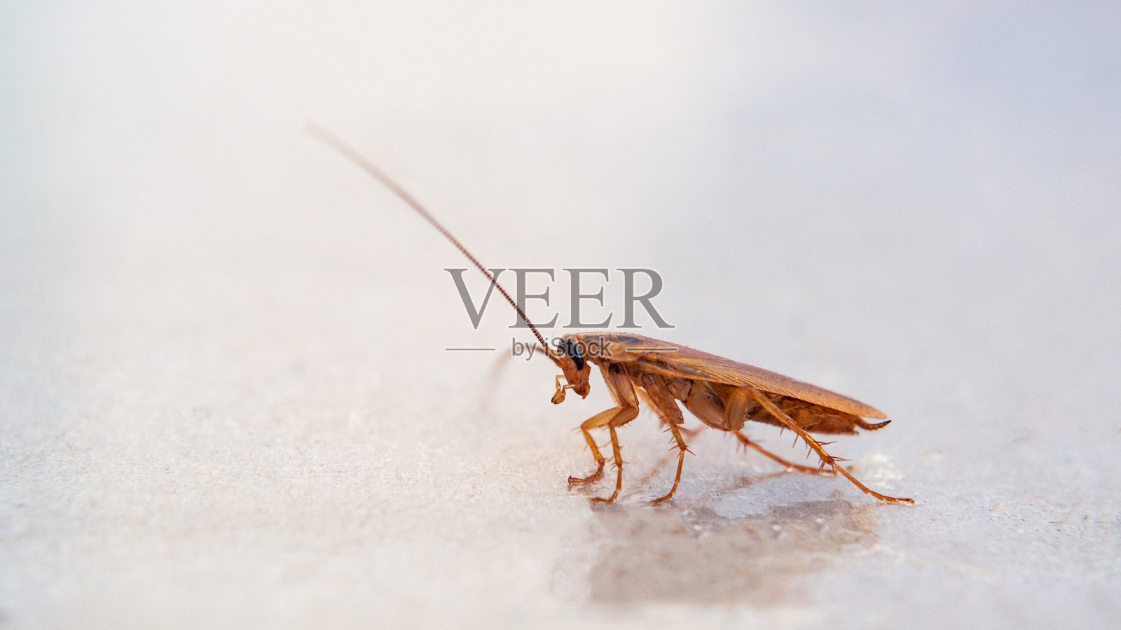 棕色蟑螂在表面爬行。照片摄影图片