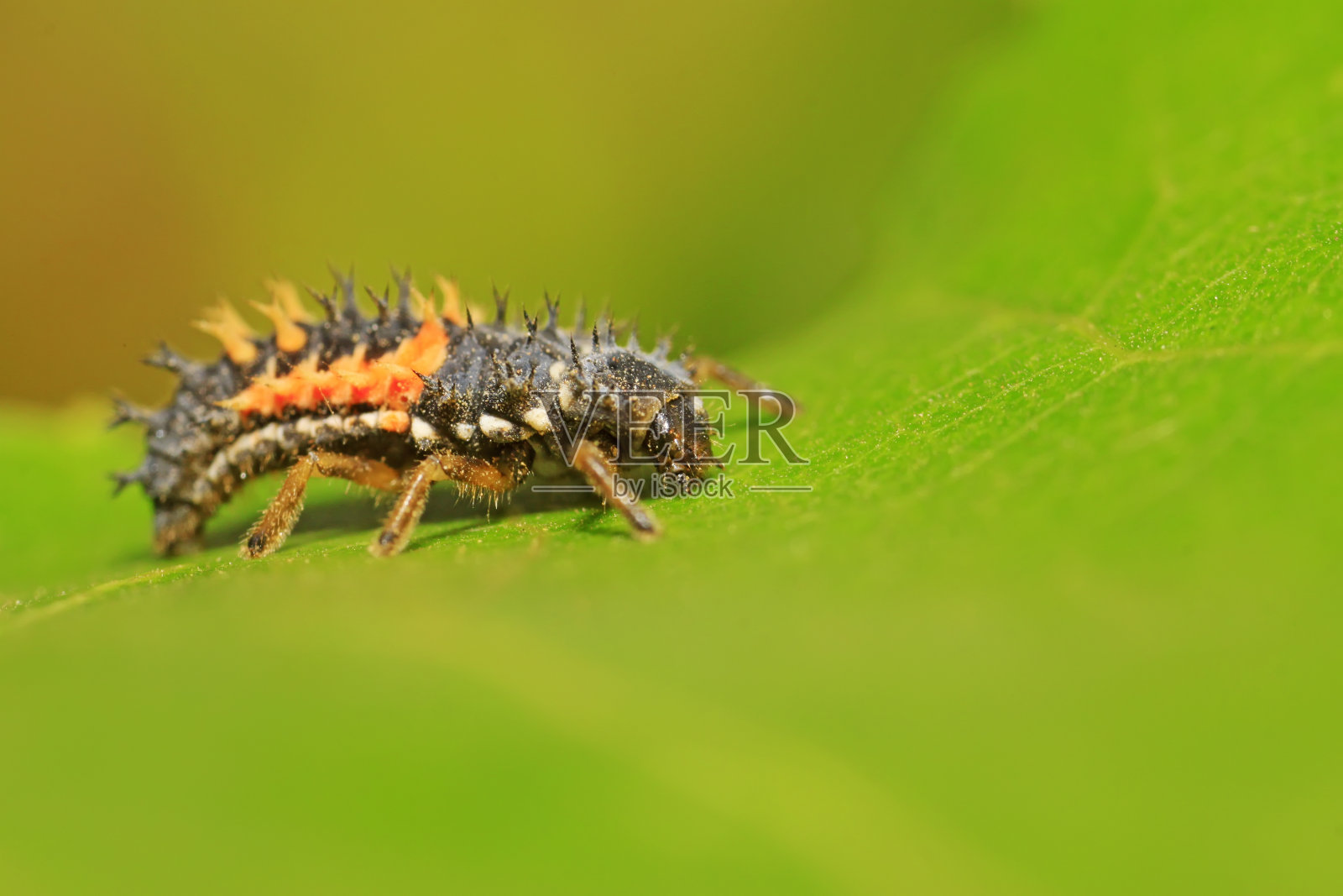 异色瓢虫在野生植物上的应用照片摄影图片