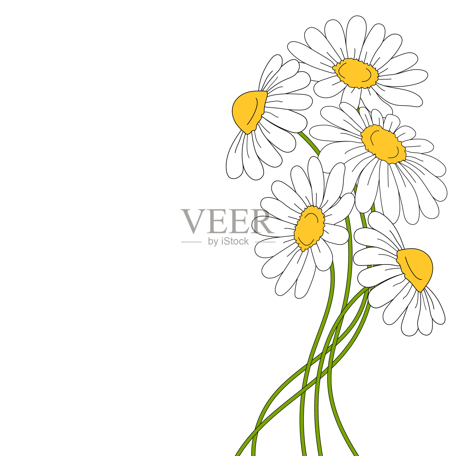 白色背景上美丽的雏菊。设计元素图片
