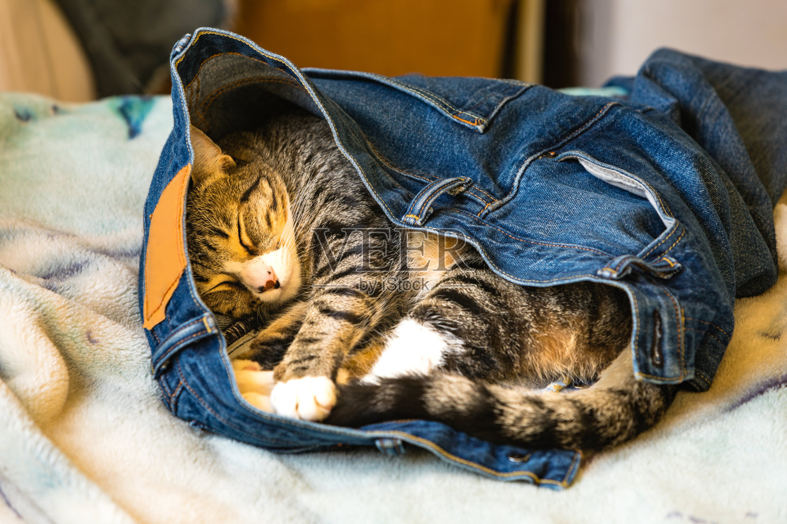 一只可爱的小猫穿着别人的蓝色牛仔裤睡在床上照片摄影图片