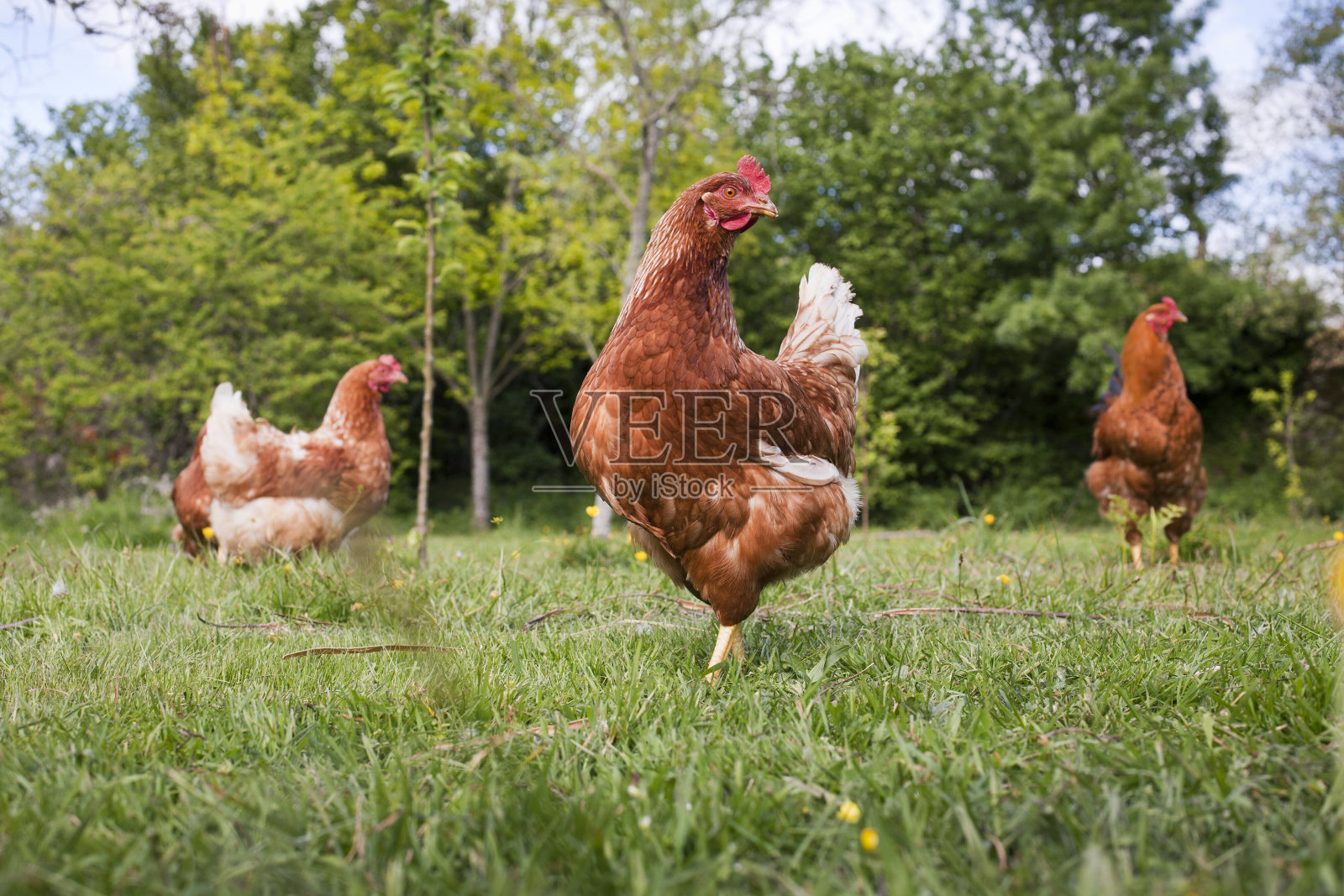 在田间放养鸡。照片摄影图片