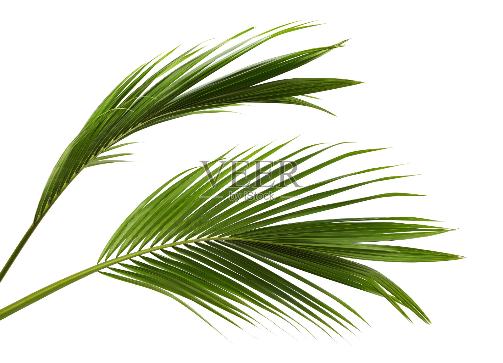椰子叶或椰子叶，绿色的棕榈叶，热带叶孤立在白色的背景与修剪路径照片摄影图片
