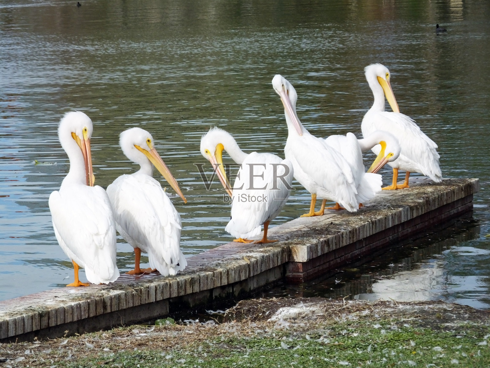 美洲白鹈鹕(Pelican erythrhynchos)照片摄影图片