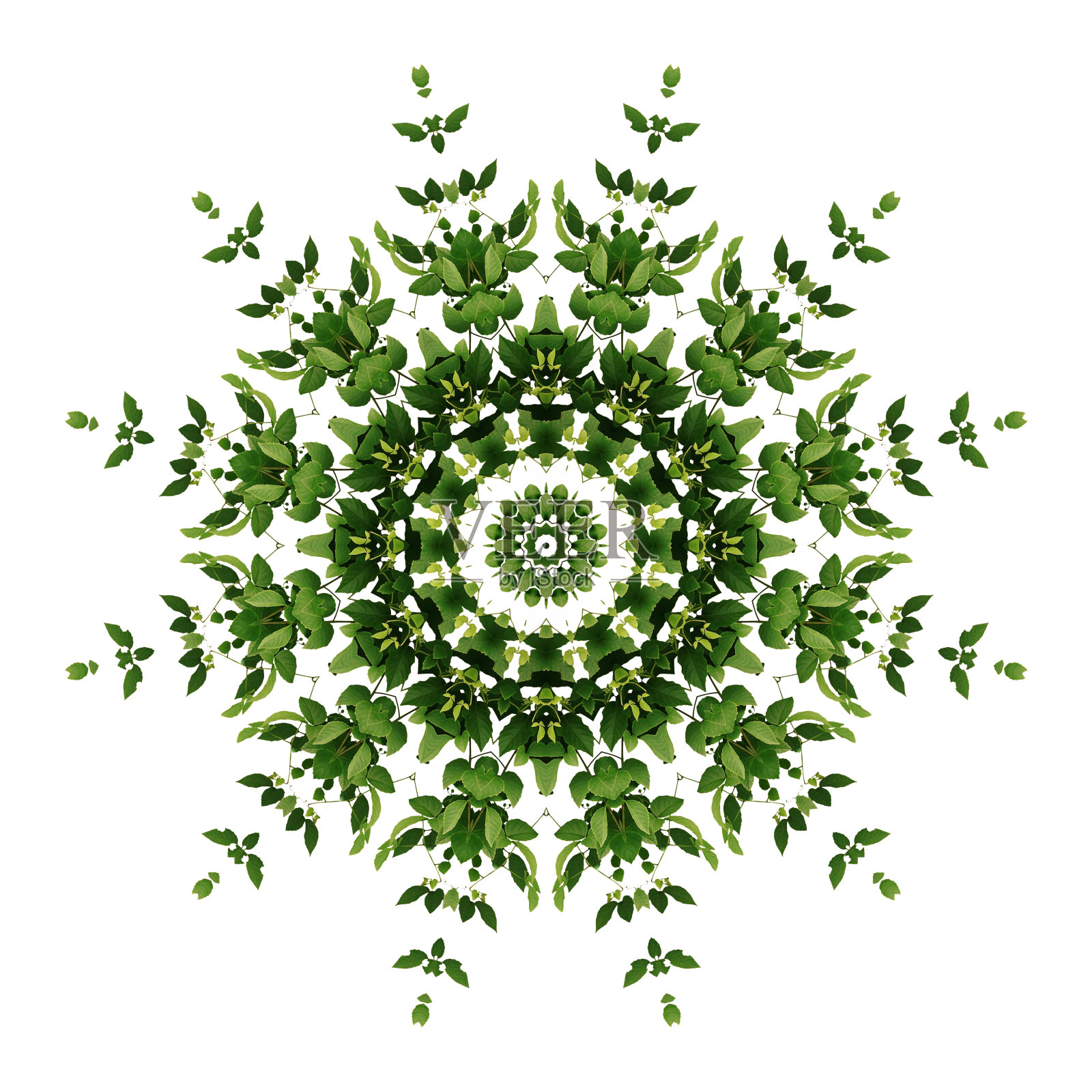 摘要绿色背景植物曼陀罗花纹，野生攀缘藤本植物在白色背景上具有万花筒效应。照片摄影图片