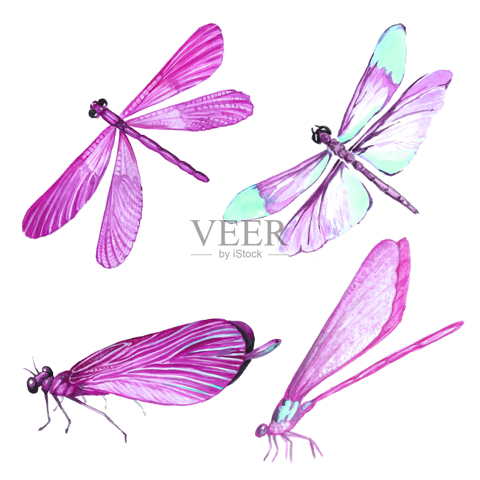 水彩收集粉红色蜻蜓插图插画图片素材
