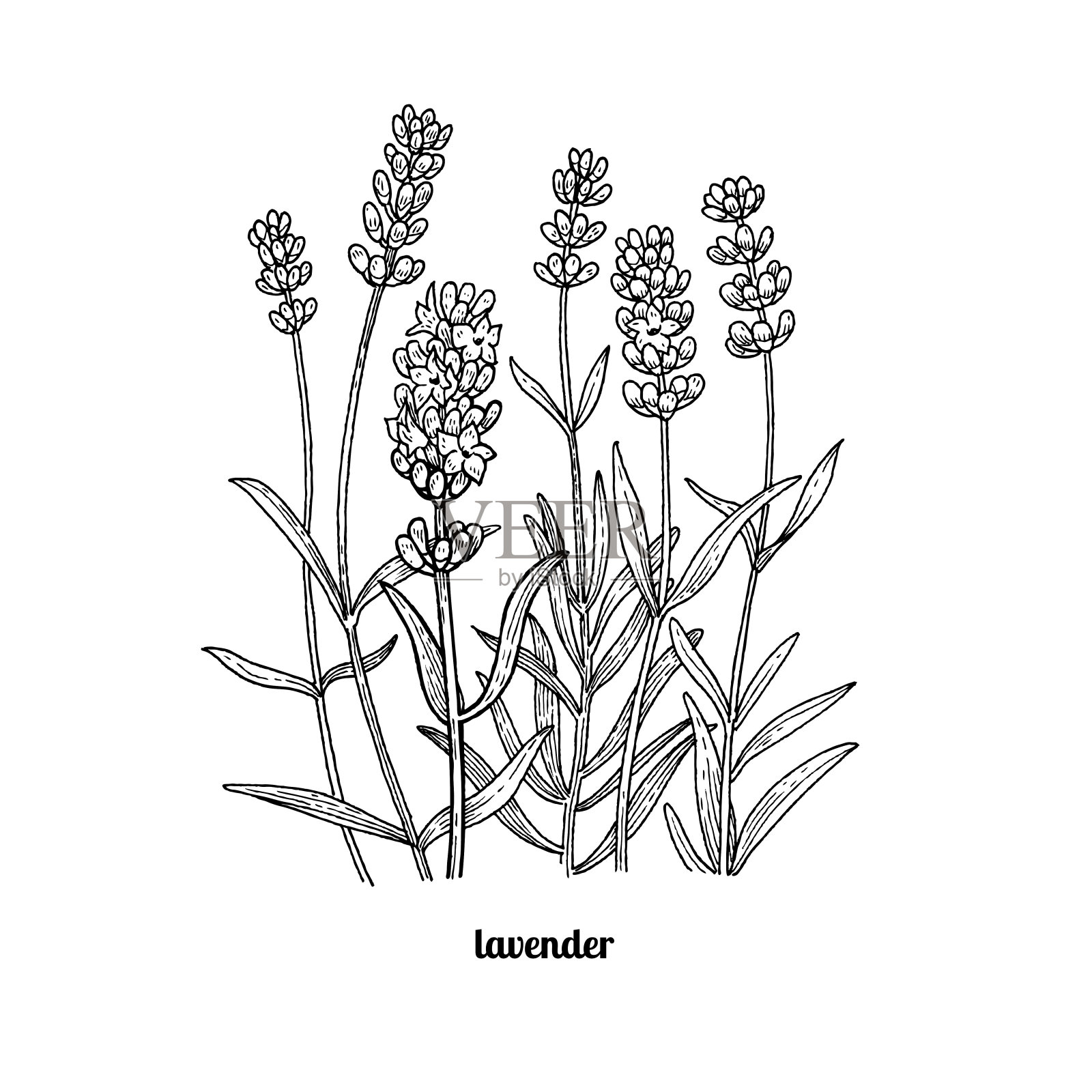 薰衣草的花。设计元素图片