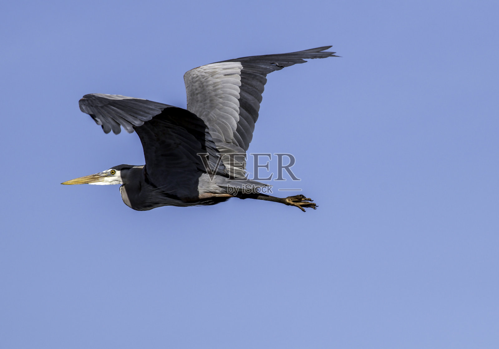 大蓝鹭的飞行照片摄影图片