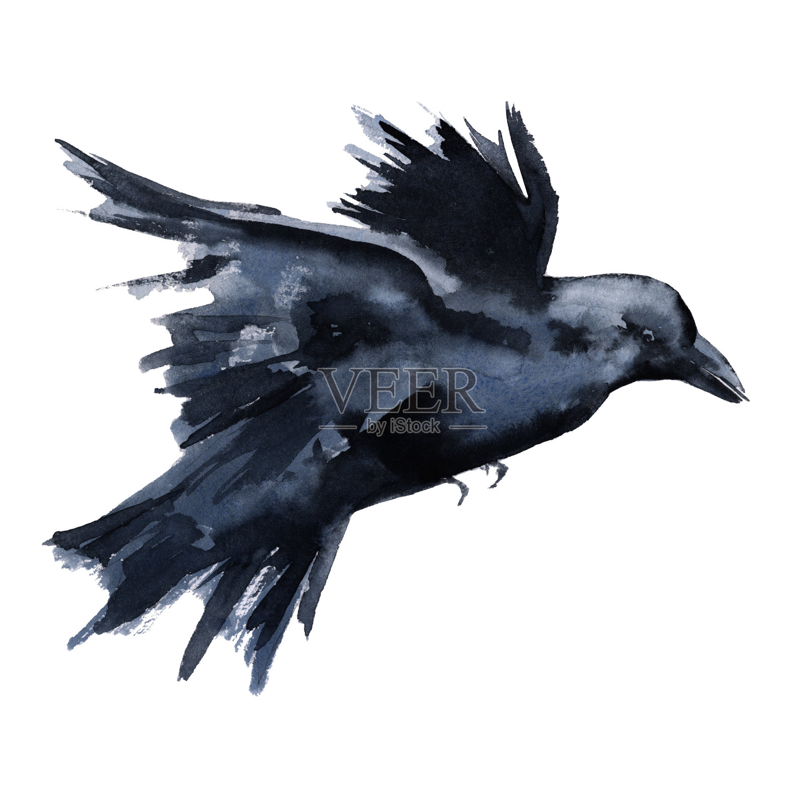 黑乌鸦。孤立在白色背景上。插画图片素材