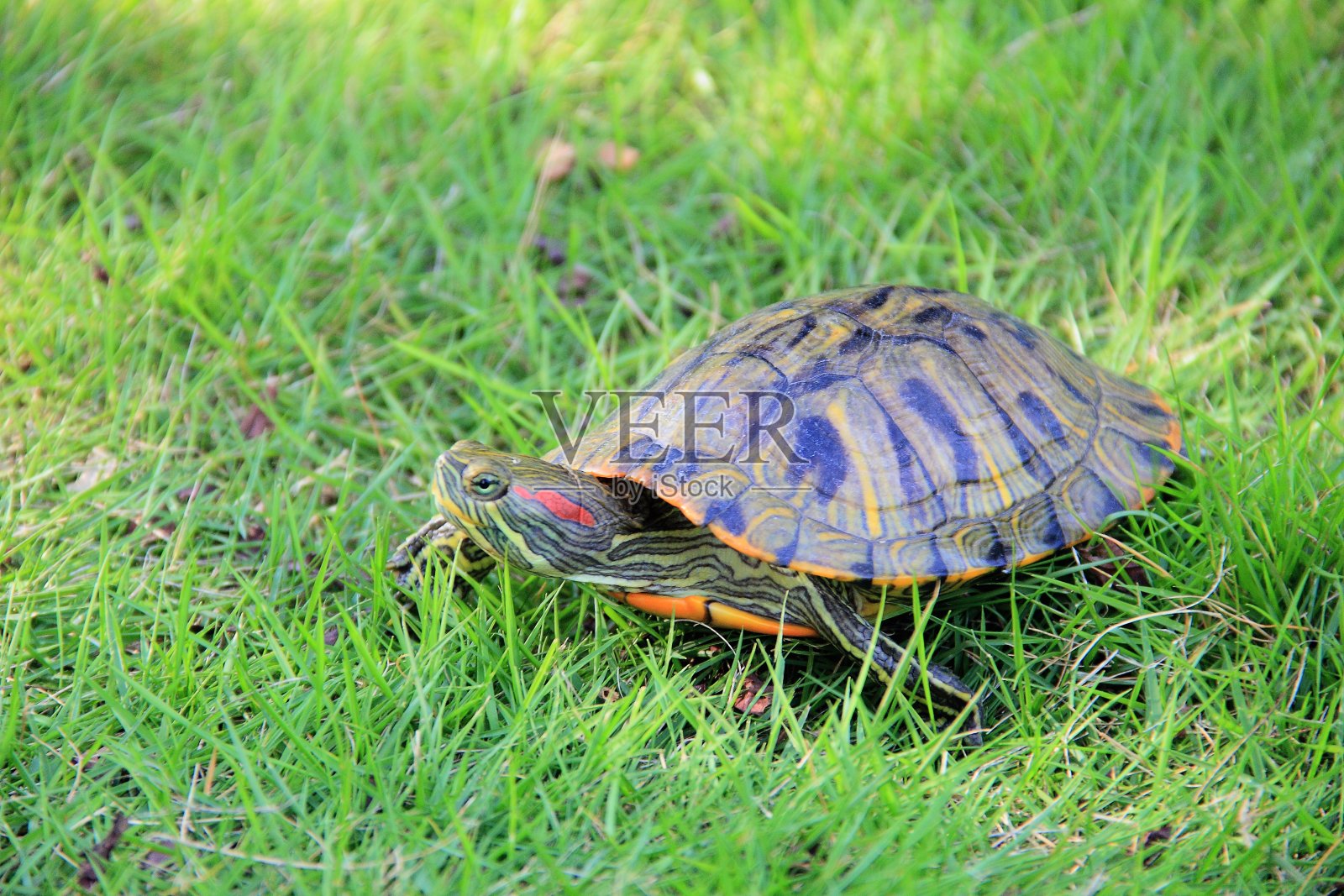 绿草上的乌龟照片摄影图片