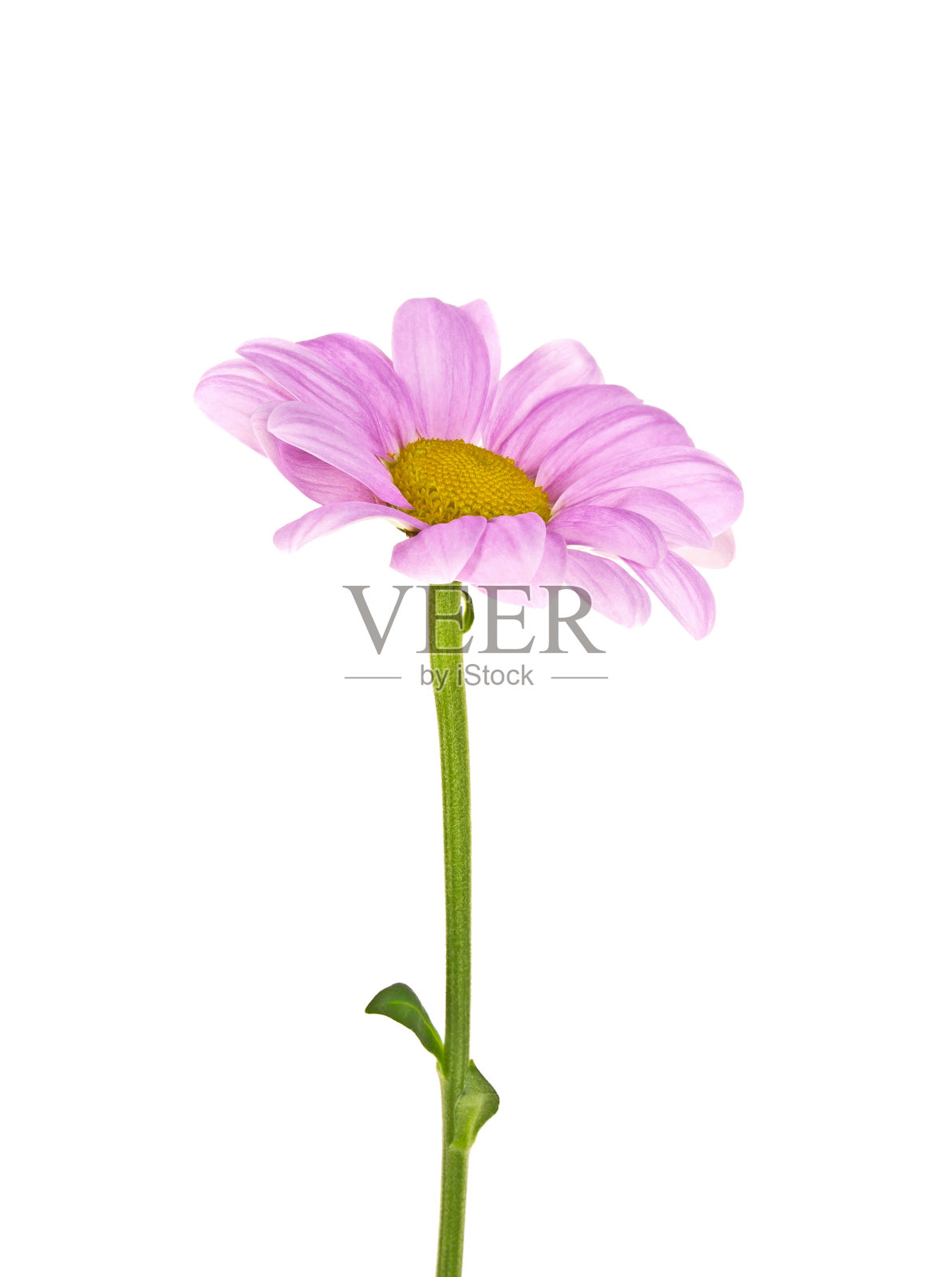 粉红色菊花孤立在白色背景上照片摄影图片