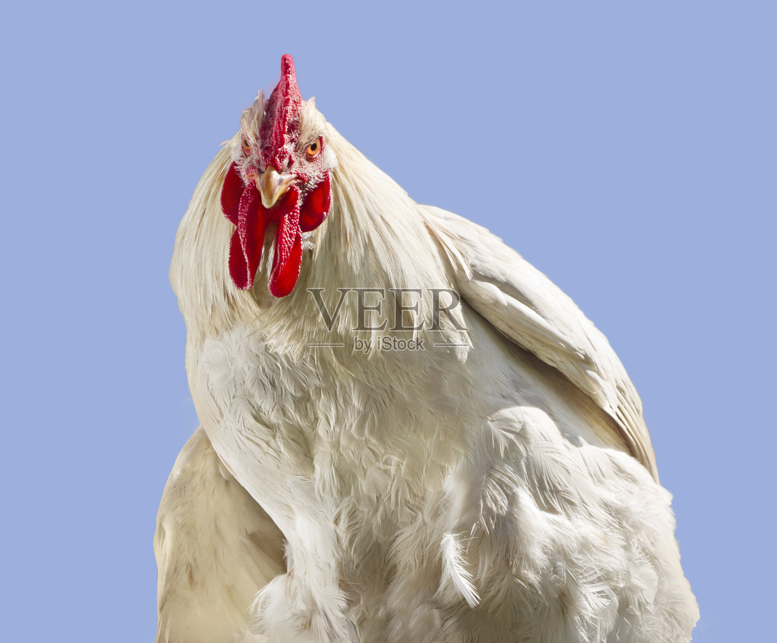 公鸡，白色的鸟肖像在蓝色的背景照片摄影图片