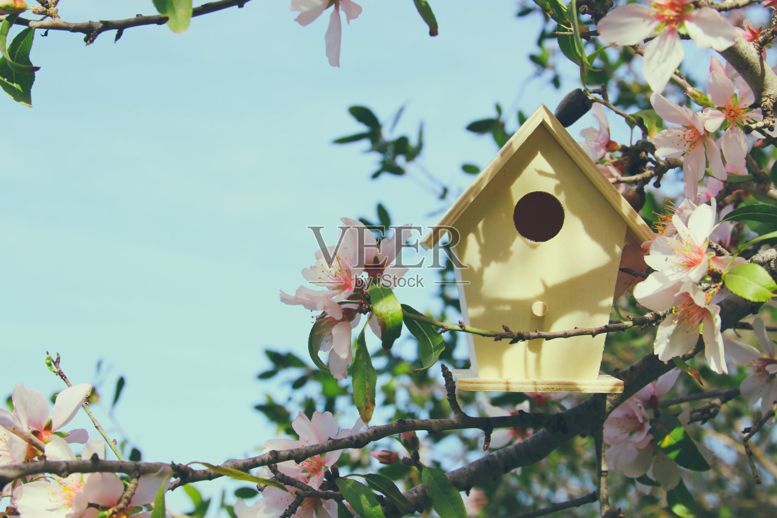 小鸟笼在春天盛开的樱桃树上。照片摄影图片