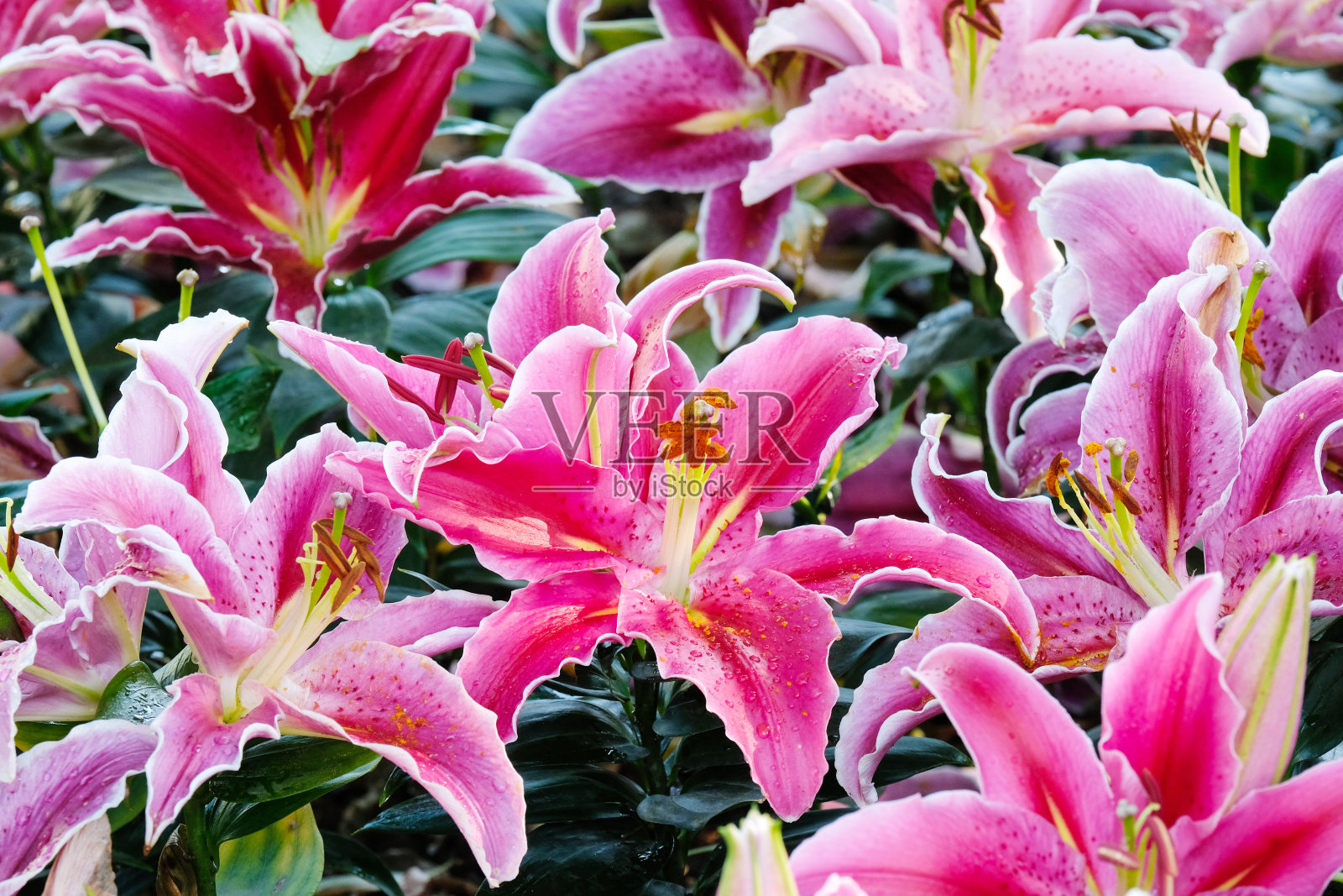 花的自然背景，盛开的粉红百合花在春天的季节照片摄影图片