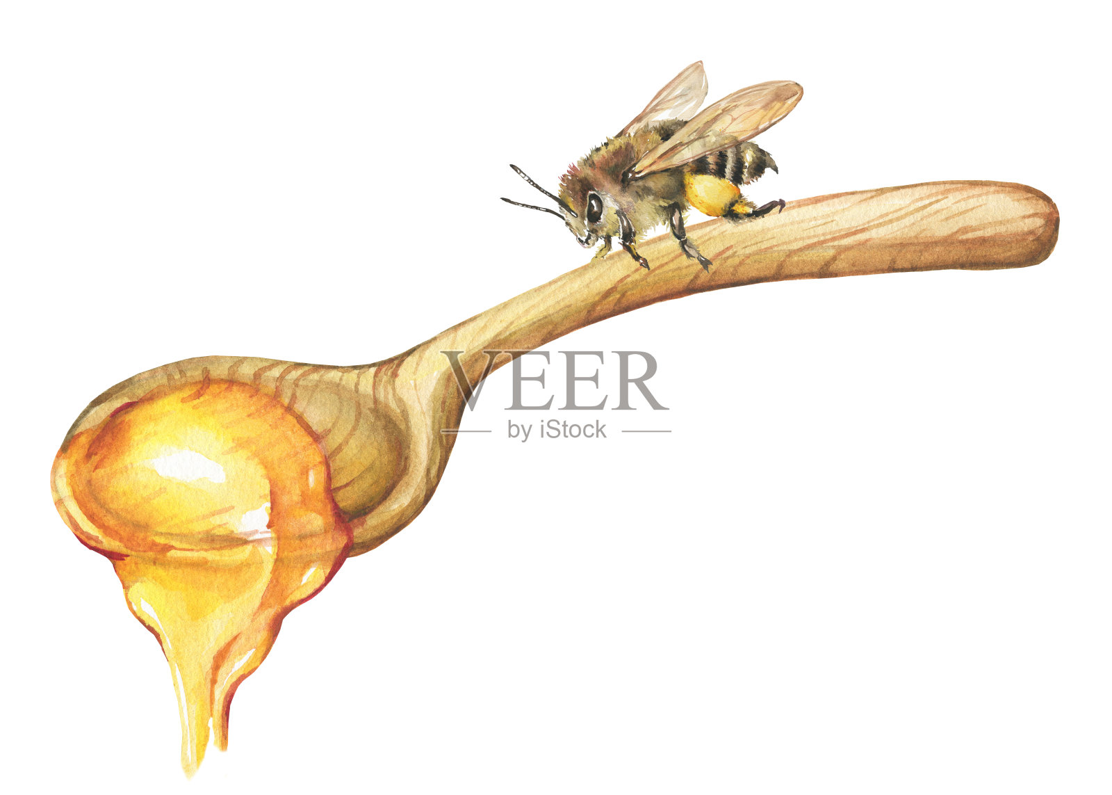 蜜蜂和天然花卉新鲜蜂蜜放在木勺上。水彩手绘插图孤立的白色背景。插画图片素材