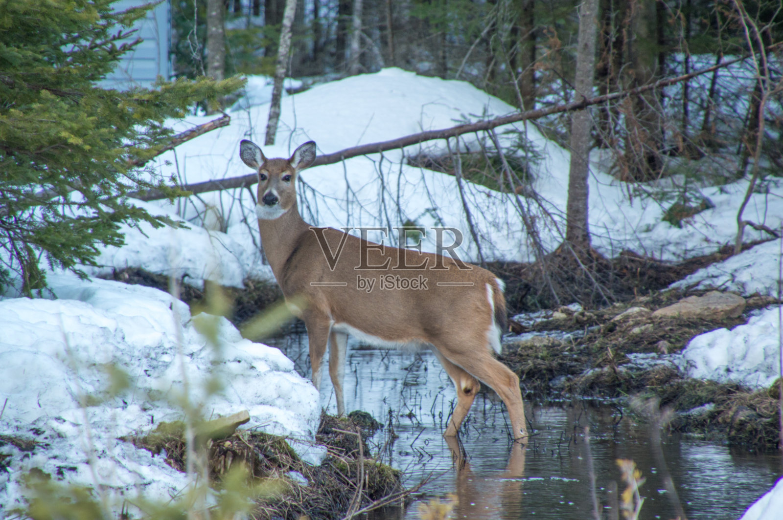 加拿大安大略省冬天雪地里的白尾鹿照片摄影图片