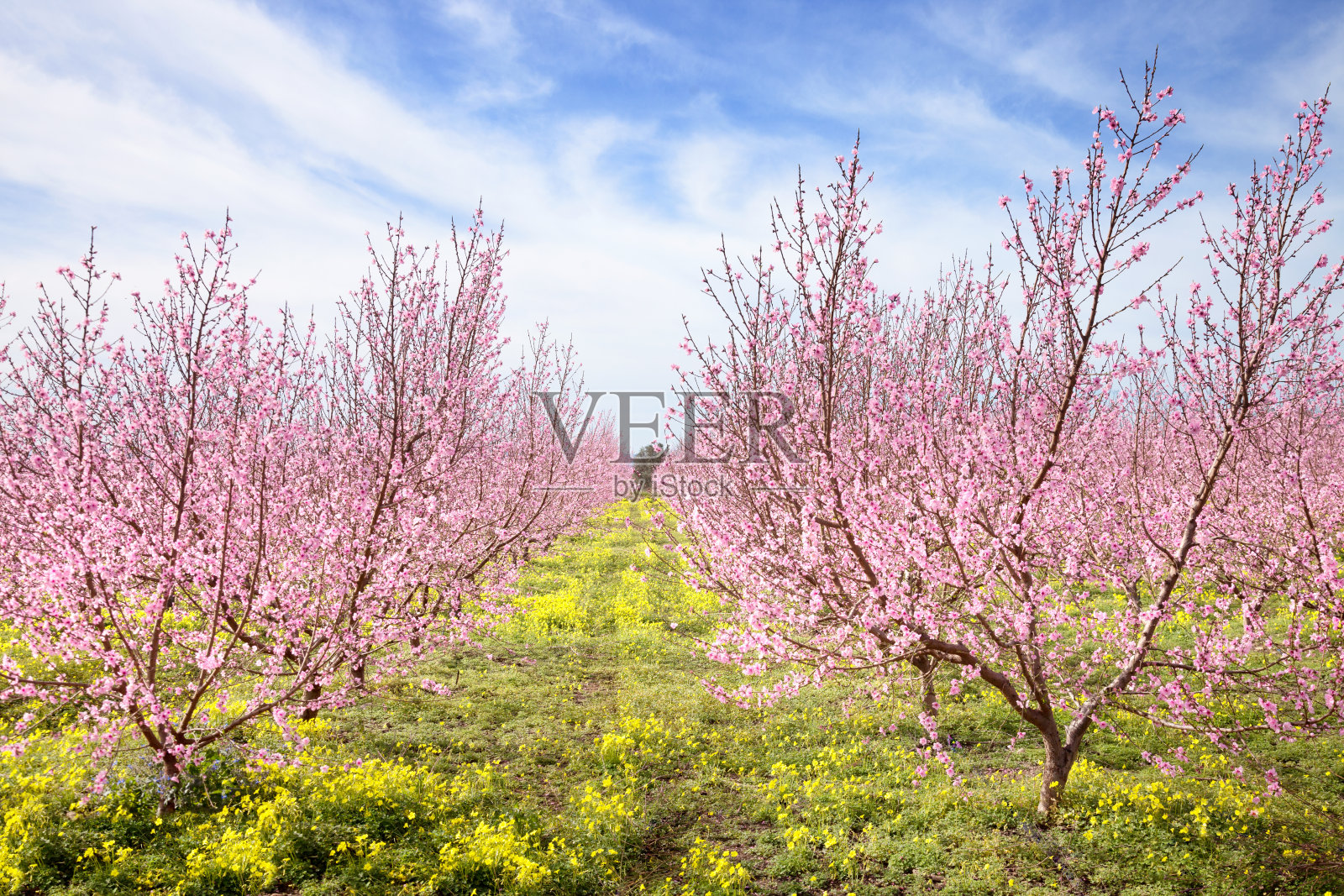 盛开的桃树照片摄影图片