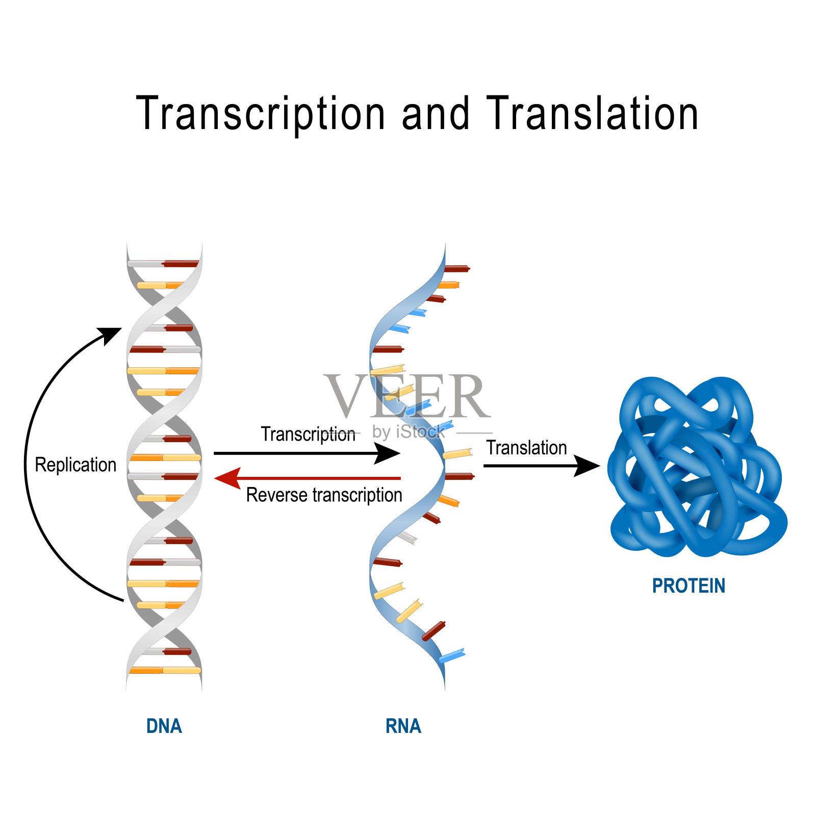 DNA复制，蛋白质合成，转录和翻译。插画图片素材