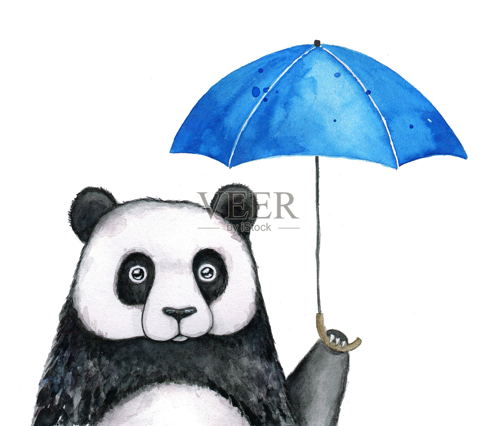 小熊猫在蓝伞下，雨天插图。插画图片素材