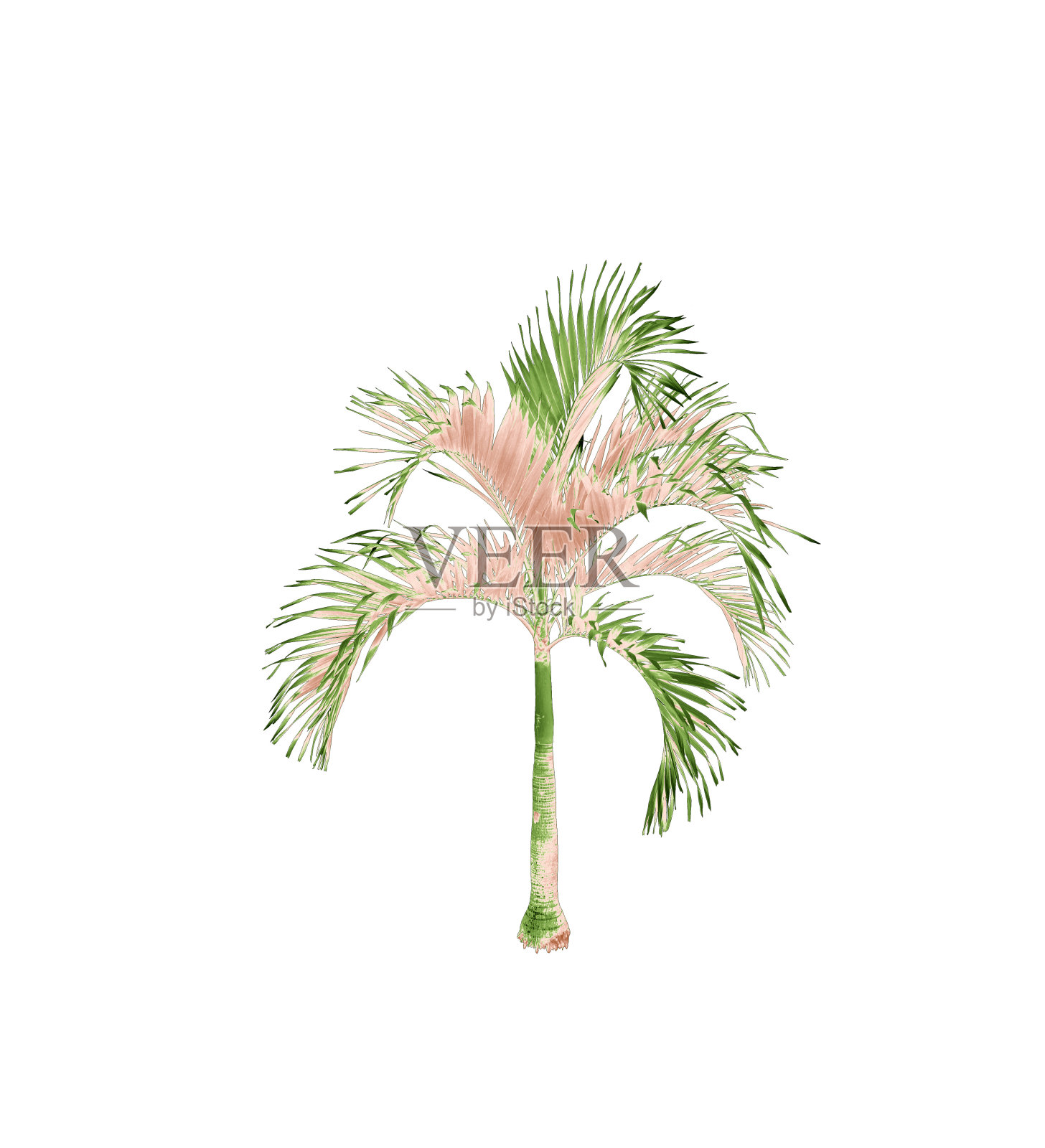 椰子树孤立在白色背景与修剪路径照片摄影图片