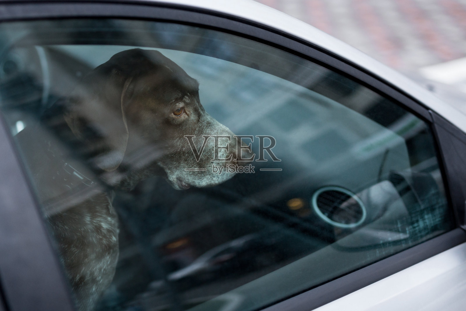 狗被单独留在锁着的车里。被遗弃的动物在封闭空间。宠物体温过高或过低的危险。业主的疏忽和健康威胁照片摄影图片