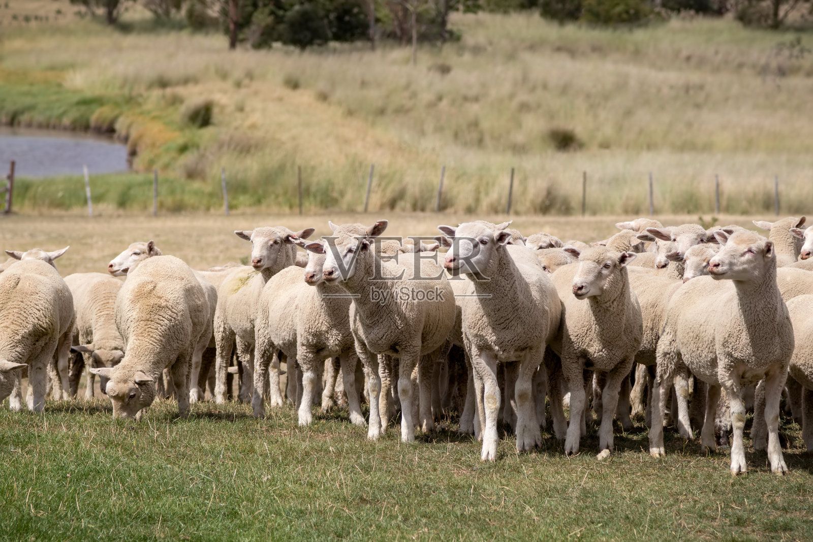 在新西兰吃草的绵羊照片摄影图片